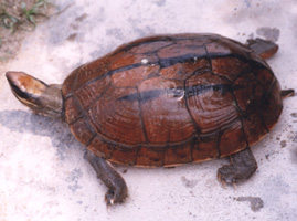 ���X��-�����C(j��)�DƬ